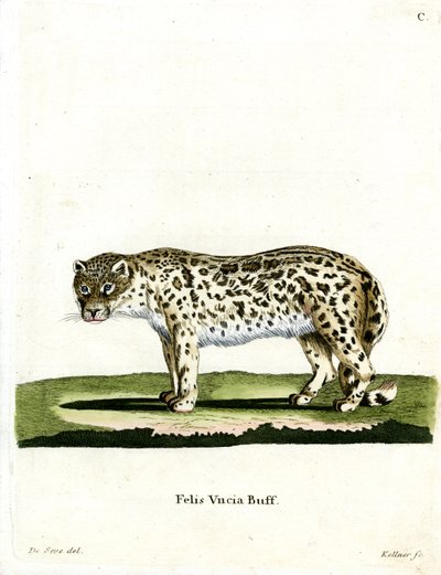 Sněžný leopard (barevná rytina) od German School