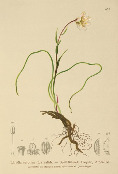 Snowdon Lily (Lloydia serotina, Gagea serotina, Lloydia alpina, Lloydia striata) od German School