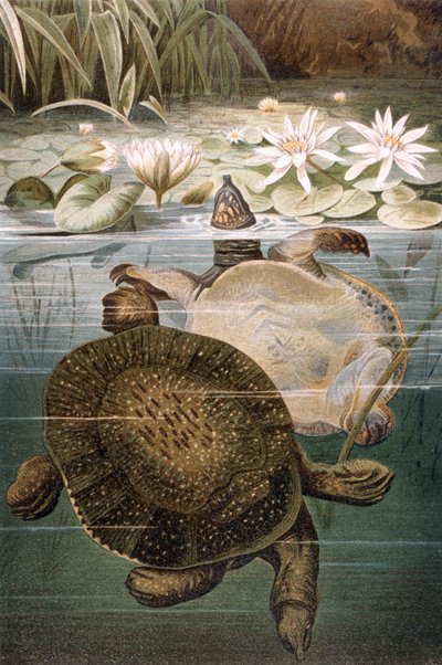 Želva s měkkým krunýřem, talíř od Brehmse Tierleben: Allgemeine Kunde des Tierreichs, díl 7, str. 621, vydal Bibliographisches Institut, 1892 od German School