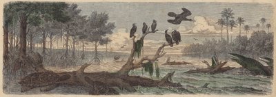Jižní Amerika: ústí řeky v Guyaně (barevná rytina) od German School