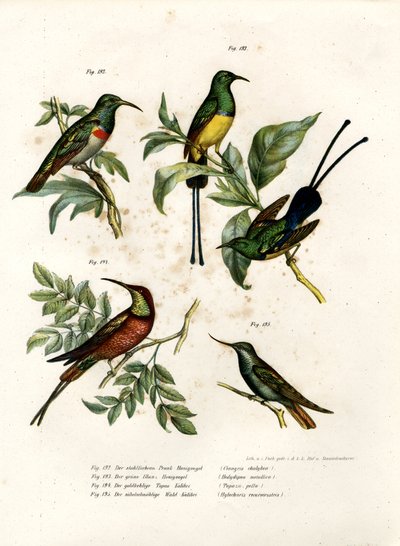 Southern Double-collared Sunbird, 1864 od German School
