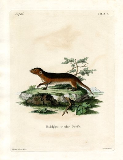 Southern Red-sided Opossum (barevné rytí) od German School