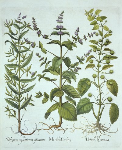 Máta klasnatá, kopřiva římská a máta dlouholistá, od Hortus Eystettensis, od Basila Beslera (1561-1629), hospoda. 1613 (ručně kolorovaná rytina) od German School