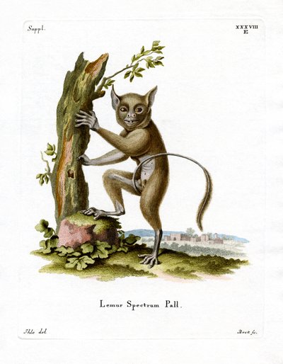 Spectral Tarsier (barevné rytí) od German School
