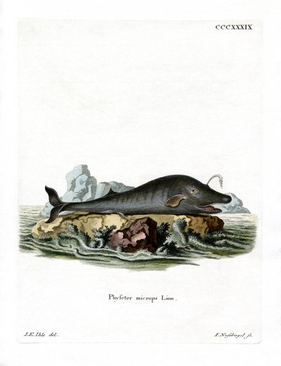 Vorvaň (barevná rytina) od German School