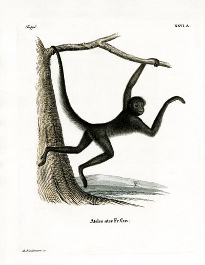 Spider Monkey (barevná rytina) od German School
