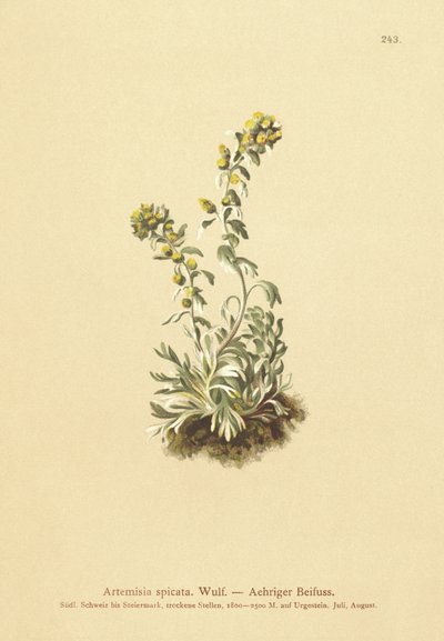Pelyněk klasnatý (Artemisia spicata, Artemisia bocconei, Artemisia genipi) od German School