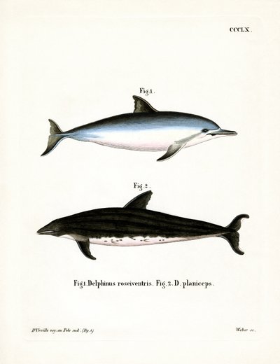 Spinner Dolphin (barevná rytina) od German School