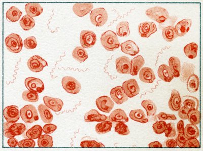 Spirillum Bacteria c.1890 od German School