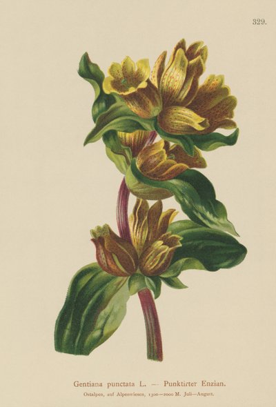 Hořec skvrnitý (Gentiana punctata) od German School