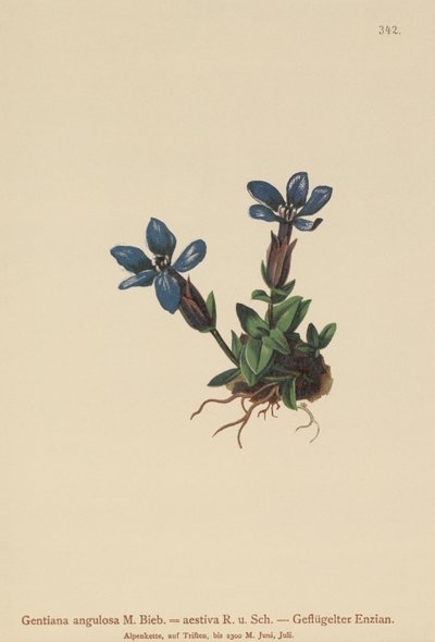 Hořec jarní (Gentiana verna, Gentiana angulosa, Gentiana aestiva) od German School