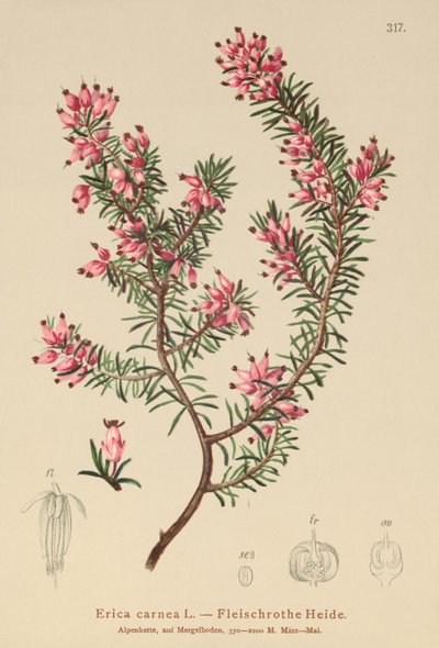 jarní vřesoviště (Erica carnea) od German School