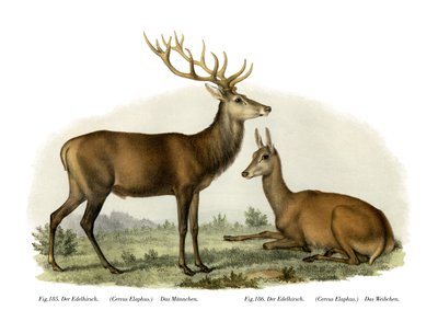 Jelen, 1860 od German School