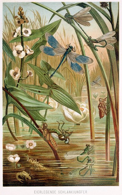 Etapy vývoje motýlice, od Brehmse Tierleben, hospoda. Barevná litografie 1860, 1860. od German School