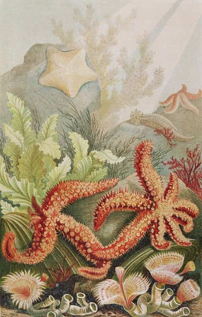 Hvězdice, talíř z Brehms Tierleben: Allgemeine Kunde des Tierreichs, svazek 10, str. 528, vydal Bibliographisches Institut, 1893 od German School