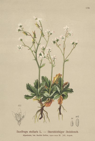 Lomikámen hvězdný (Saxifraga stellaris) od German School