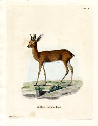 Steenbok (barevné rytí) od German School