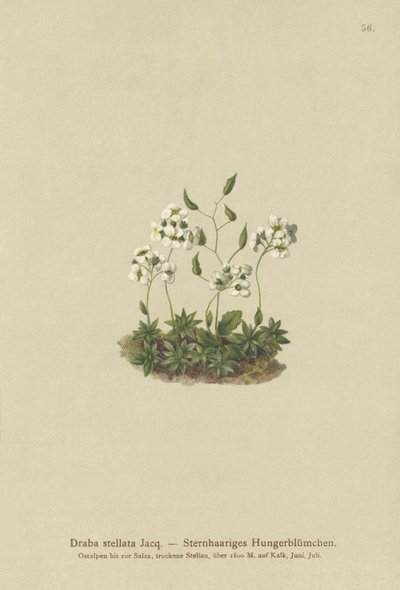 okurka stellata (Draba stellata) od German School