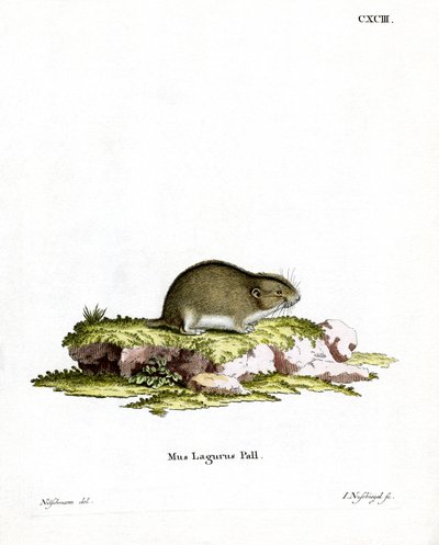 Lemming stepní (barevné rytí) od German School