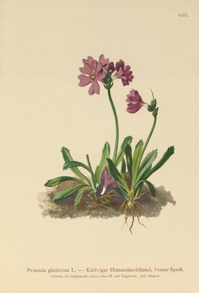Prvosenka lepkavá (Primula glutinosa) od German School