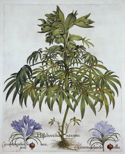 Smradlavá čemeřice a dva druhy krokusů, od Hortus Eystettensis, Basil Besler (1561-1629), hospoda. 1613 (ručně kolorovaná rytina) od German School