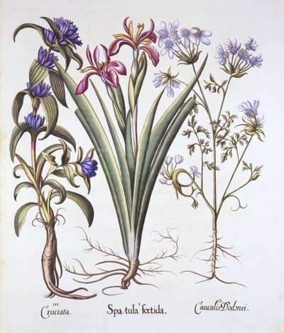 Smradlavý kosatec, Orlaya a kříženec hořec, od Hortus Eystettensis, Basil Besler (1561-1629), hospoda. 1613 (ručně kolorovaná rytina) od German School
