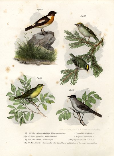 Stonechat, 1864 od German School
