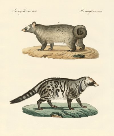 Podivní skunky (barevné rytí) od German School