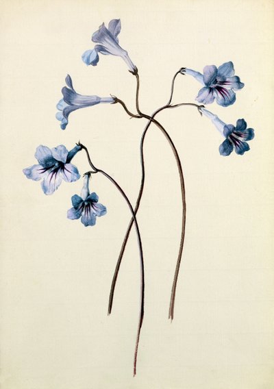 Streptocarpus, cca 1790 (wc na papíře) od German School