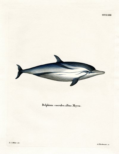 Pruhovaný delfín (barevné gravírování) od German School