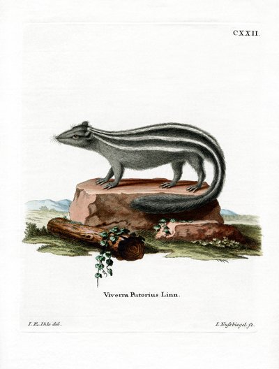Pruhovaný skunk (barevné rytí) od German School