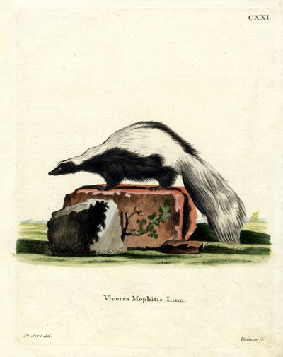 Pruhovaný skunk (barevné rytí) od German School