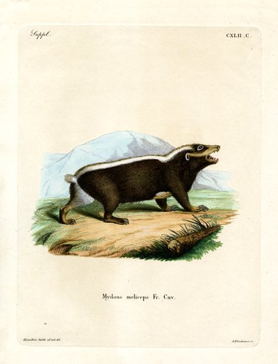 Sunda Stink Badger (barevná rytina) od German School