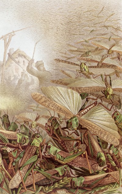 Roj stěhovavých kobylek, deska z Brehms Tierleben: Allgemeine Kunde des Tierreichs, díl 9, str. 592, vydal Bibliographisches Institut, 1892 od German School