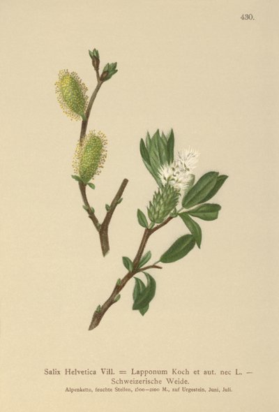 Švýcarská vrba (Salix Helvetica, Salix Lapponum) od German School