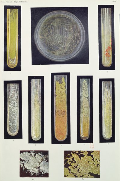 Syphilis Bacillus, z knihy Max von Niessen, Lipsko, 1908 od German School