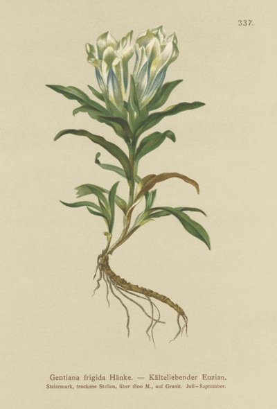 Hořec tauernský (Gentiana frigidum) od German School