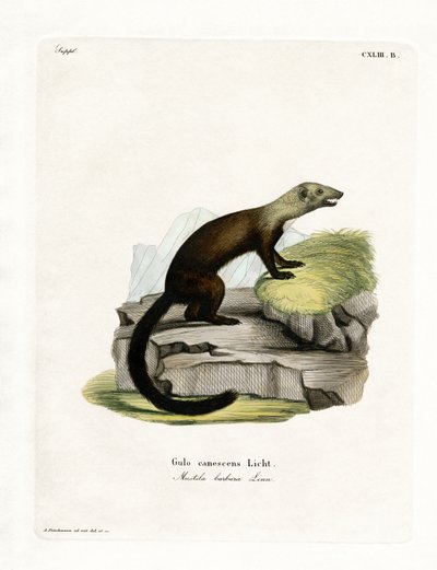 Tayra (barevné rytí) od German School
