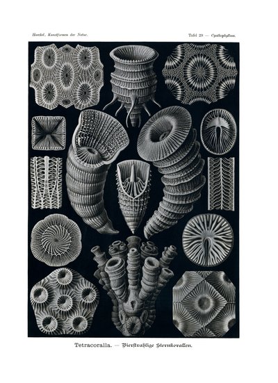 Tetracoralla, 1899-1904 od German School