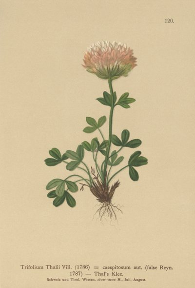 Jetel Thals (Trifolium Thalii, Trifolium caespitosum) od German School