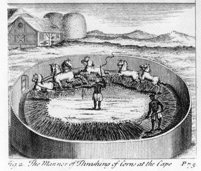 The Manner of Thrashing of Corn at the Cape, ilustrace z 