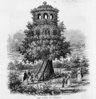 Javor v Ratiboři, Slezsko, 1893 od German School