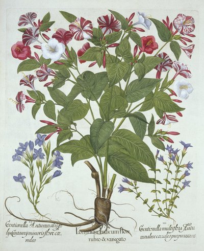 The Marvel of Peru and Two Varieties of Gentian, from Hortus Eystettensis, by Basil Besler (1561-1629), pub. 1613 (ručně kolorovaná rytina) od German School
