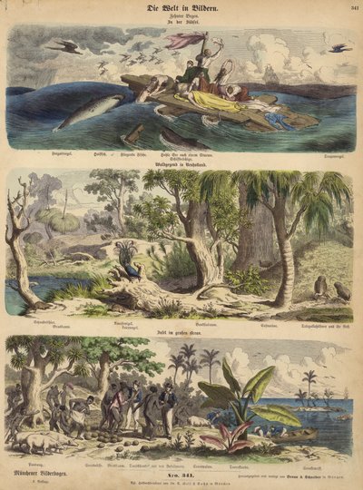 Pacifik: přeživší ztroskotání unášení na voru v jižních mořích; les v New Holland (Austrálie); tichomořský ostrov (barevná rytina) od German School