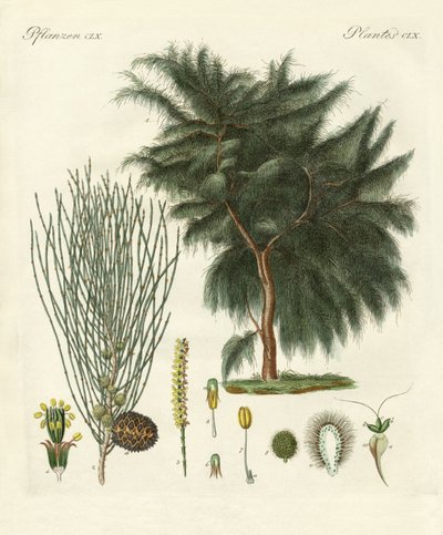 Casuarina se čtyřmi klapkami (barevná rytina) od German School