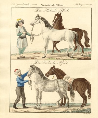 Kůň s jeho různými druhy (barevné rytí) od German School