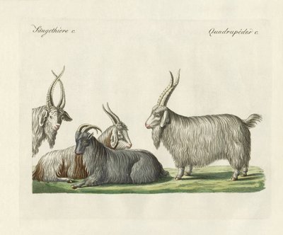Kašmírské kozy představené ve Francii (barevné rytí) od German School