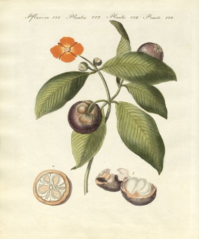 Strom mangostanu (barevná rytina) od German School