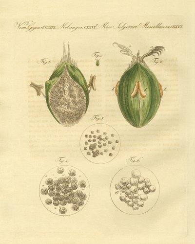 Ustilaginomycotina pšenice (barevné rytí) od German School