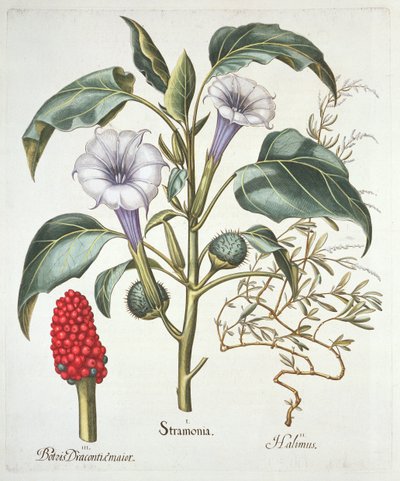 Trnové jablko, z Hortus Eystettensis od Basila Beslera (1561-1629), hospoda. 1613 (ručně kolorovaná rytina) od German School